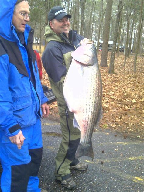 Striped Bass Fishing Forums Forum.